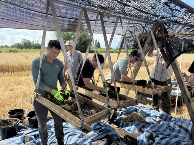 A group of people work under a shade canopy in a wheat field, sifting soil and plant material through large wooden screens suspended on frames. They wear casual outdoor clothing and gloves, with buckets and tools scattered around on blue tarps.
