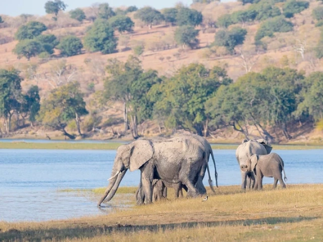 A group of four African Bush Elephants stand next to a small body of water.