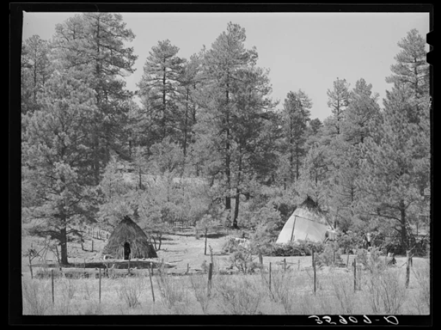 a black and white image showing wickiups standing in a ponderosa pine forest