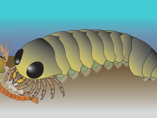 In this illustration of the living Mollisonia animal, its segmented abdomen is attached to a thorax and head with a pair of eyes and jointed legs. 