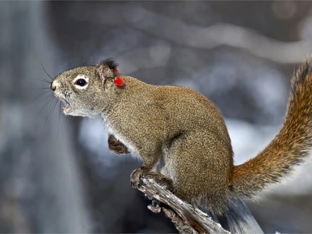 Yukon red squirrel