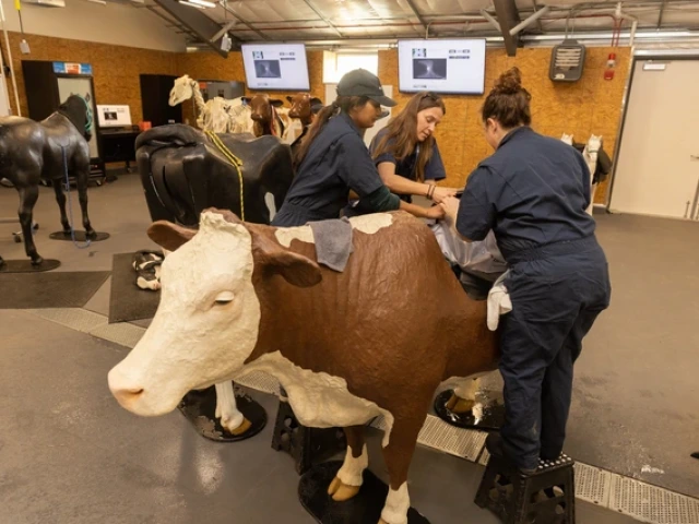 College of Veterinary Medicine students working in a lab using a life-size model of a cow