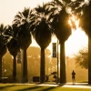 University of Arizona campus at sunrise with palm trees
